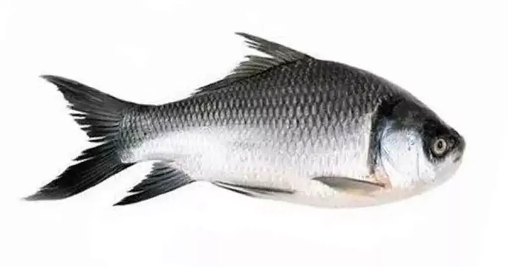 Katla Carp