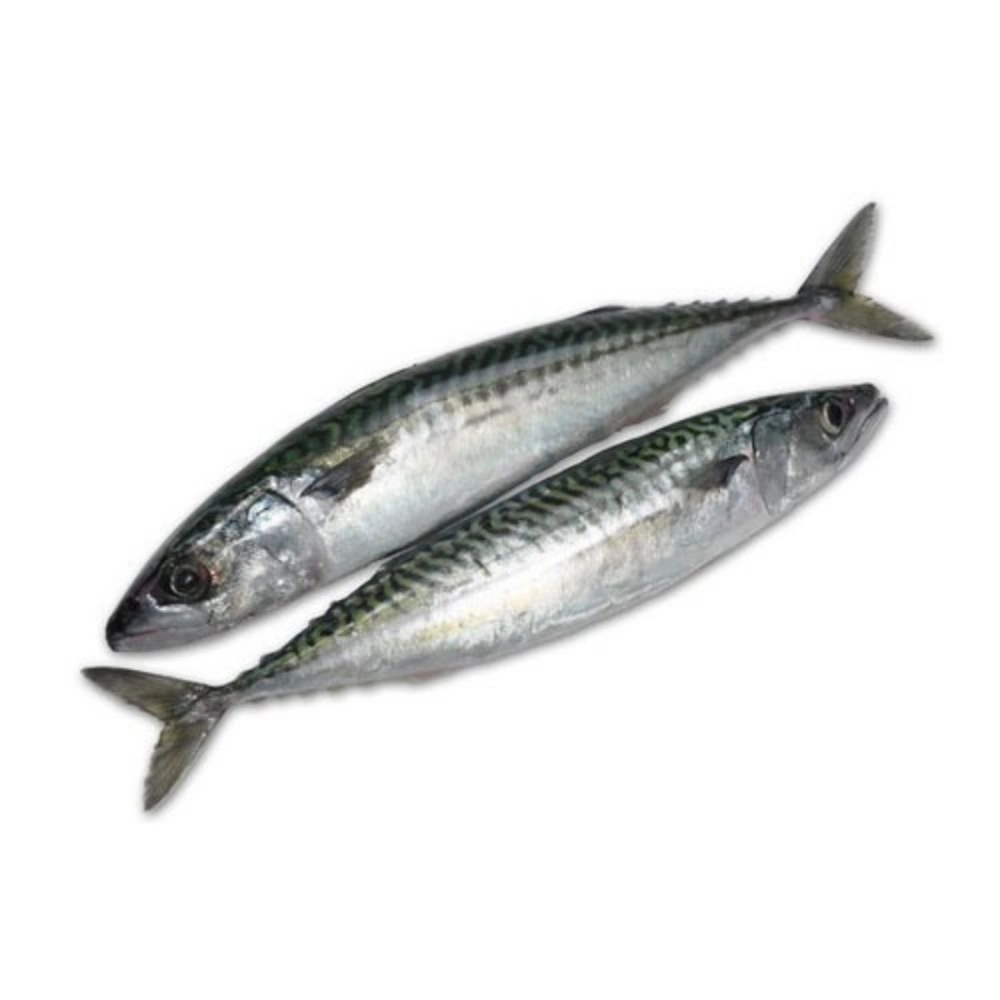 Sardine 8/10 - 10kg